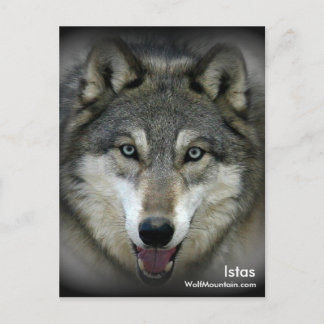 Wolf Mountain Sanctuary - Istas Post Card Postkarte