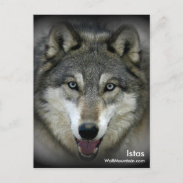 Wolf Mountain Sanctuary - Istas Post Card Postkarte