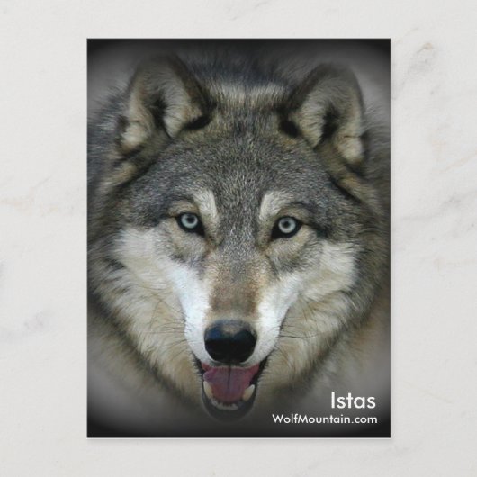 Wolf Mountain Sanctuary - Istas Post Card Postkarte (Vorderseite)