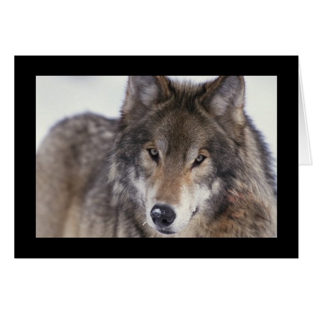 Wolf Nah-up (Vorderseite (Horizontal))