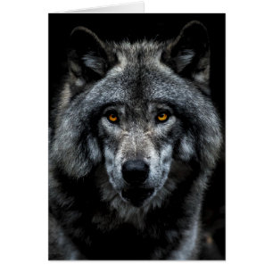 Wolf Orange Augen Wildtier Natur