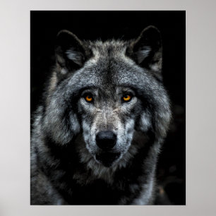 Wolf Orange Augen Wildtier Natur Poster