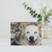 Wolf Pack Postcard Postkarte (Stehend Vorderseite)