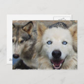 Wolf Pack Postcard Postkarte (Vorne/Hinten)