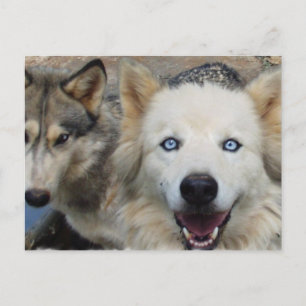 Wolf Pack Postcard Postkarte