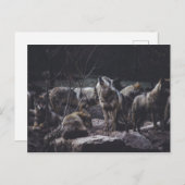 Wolf Pack Postcard Postkarte (Vorne/Hinten)