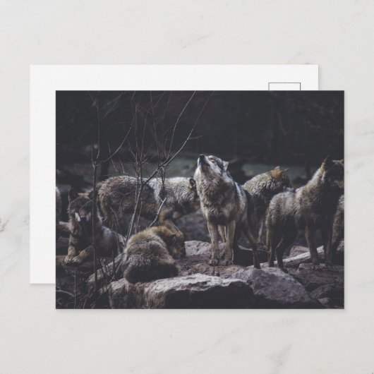 Wolf Pack Postcard Postkarte (Vorne/Hinten)