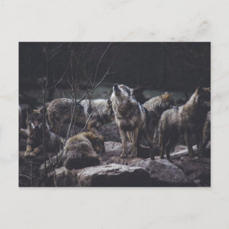Wolf Pack Postcard Postkarte