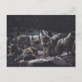 Wolf Pack Postcard Postkarte (Vorderseite)