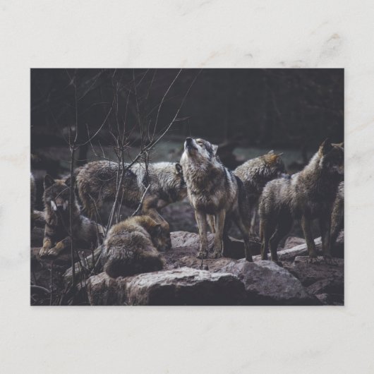Wolf Pack Postcard Postkarte (Vorderseite)