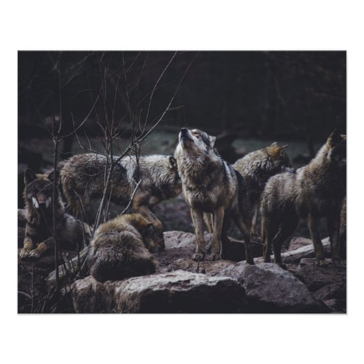 Wolf Pack Poster (Vorderseite)