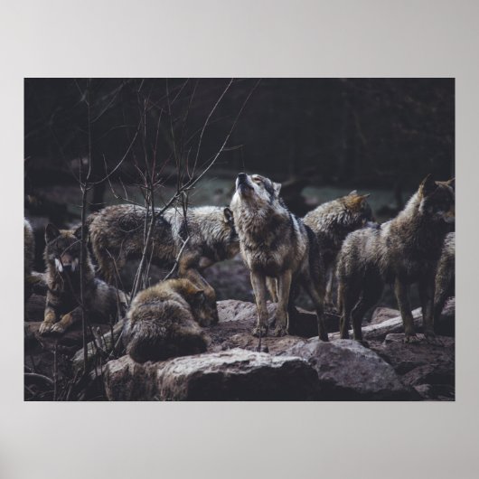 Wolf Pack Poster (Vorne)