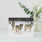 Wolf Pack Postkarte (Stehend Vorderseite)