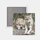 Wolf Pair Ruhen im Wald Wildlife Magnet (Vorderseite/Rückseite)