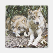 Wolf Pair Ruhen im Wald Wildlife Magnet (Vorne)