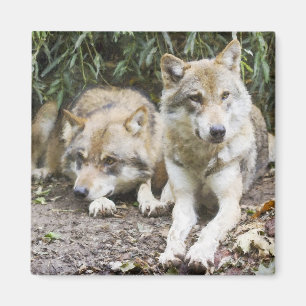 Wolf Pair Ruhen im Wald Wildlife Magnet