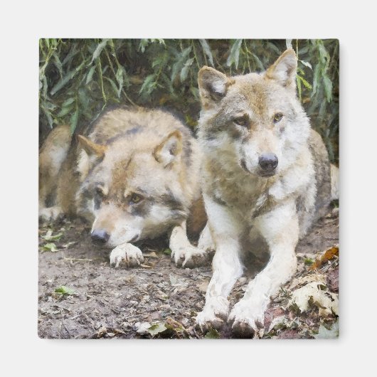 Wolf Pair Ruhen im Wald Wildlife Magnet (Vorne)