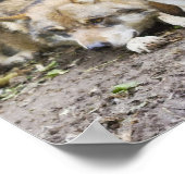 Wolf Pair Ruhen im Wald Wildlife Poster (Ecke)