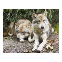 Wolf Pair Ruhen im Wald Wildlife
