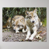 Wolf Pair Ruhen im Wald Wildlife Poster (Vorne)