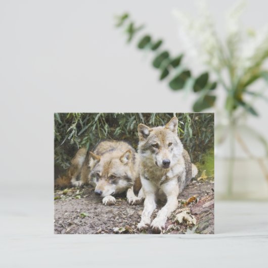 Wolf Pair Ruhen im Wald Wildlife Postkarte (Stehend Vorderseite)