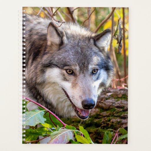Wolf-Planer 2024 Planer (Vorderseite)