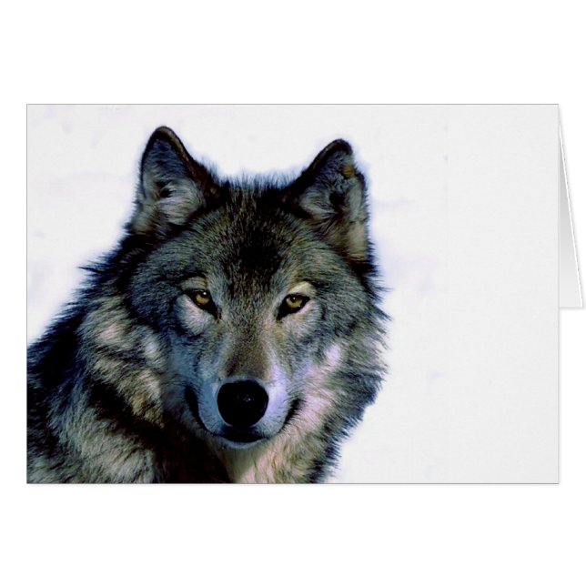 Wolf Portrait (Vorderseite (Horizontal))