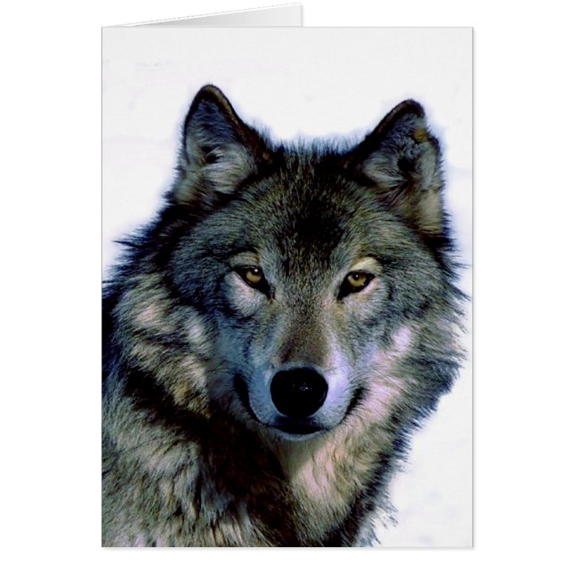 Wolf Portrait (Vorne)