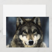 Wolf-Portrait-Einladung Einladung (Vorne/Hinten)