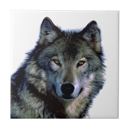 Wolf Portrait Fliese (Vorderseite)