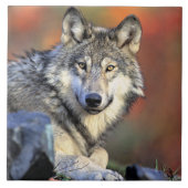 Wolf Portrait Fliese (Vorderseite)