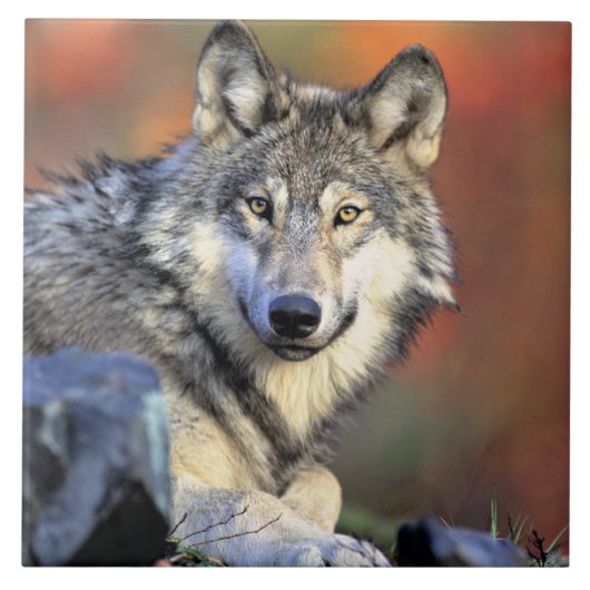 Wolf Portrait Fliese (Vorderseite)