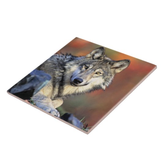Wolf Portrait Fliese (Seite)