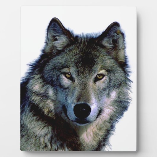 Wolf Portrait Fotoplatte (Vorderseite)