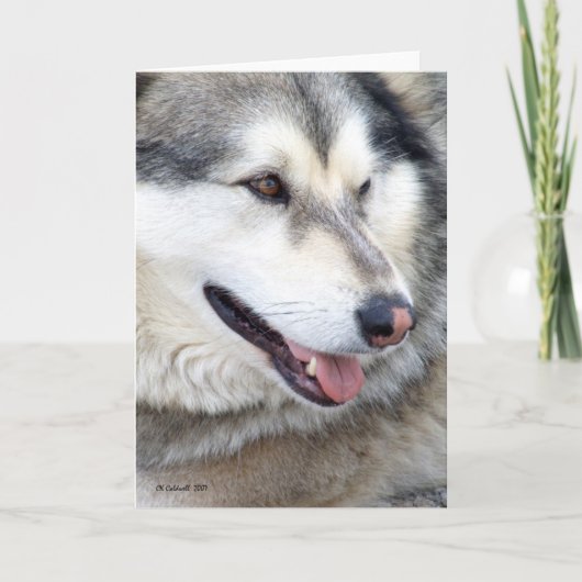 Wolf Portrait Karte (Vorderseite)