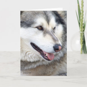 Wolf Portrait Karte