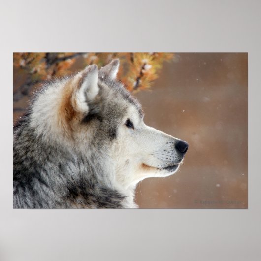 Wolf Portrait Poster (Vorne)