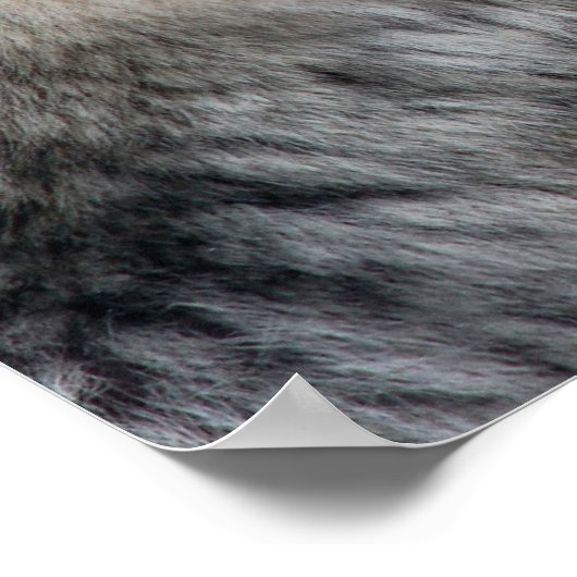 Wolf Portrait Poster (Ecke)