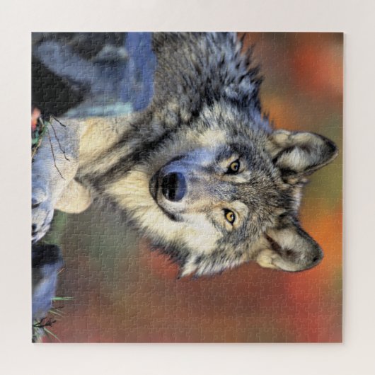 Wolf Portrait Puzzle (Horizontal)