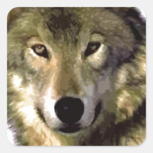 Wolf Portrait Quadratischer Aufkleber