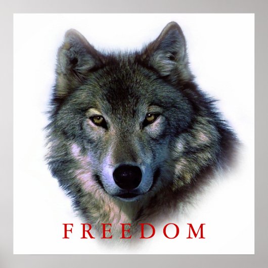 Wolf Portrait Square Freedom Poster Print (Vorne)
