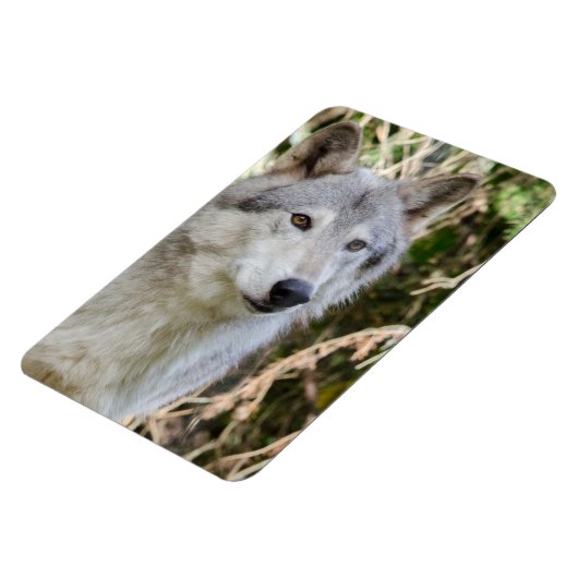 Wolf-Porträt Magnet (Linke Seite)