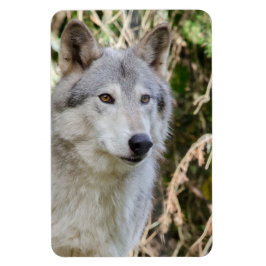 Wolf-Porträt Magnet