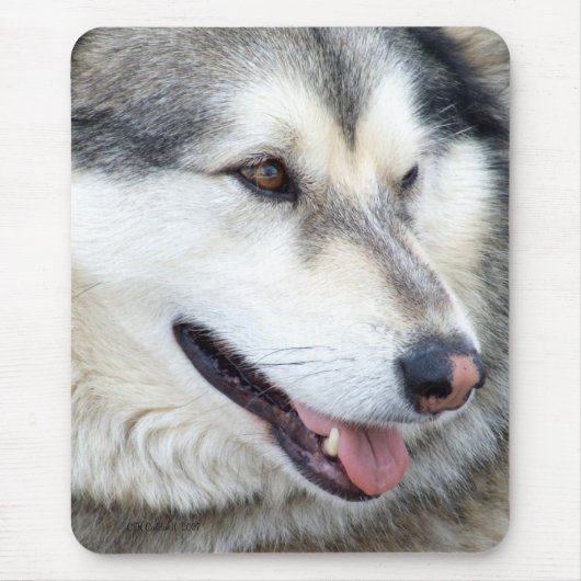 Wolf-Porträt Mousepad (Vorne)
