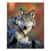Wolf-Porträt Poster (Vorderseite)