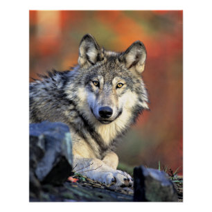 Wolf-Porträt Poster