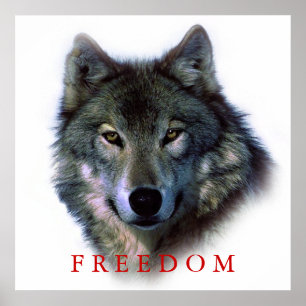 Wolf-Porträt-Quadrat-Freiheit-Poster-Druck Poster