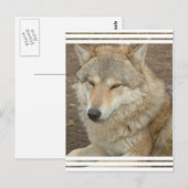 Wolf Postcard Postkarte (Vorne/Hinten)