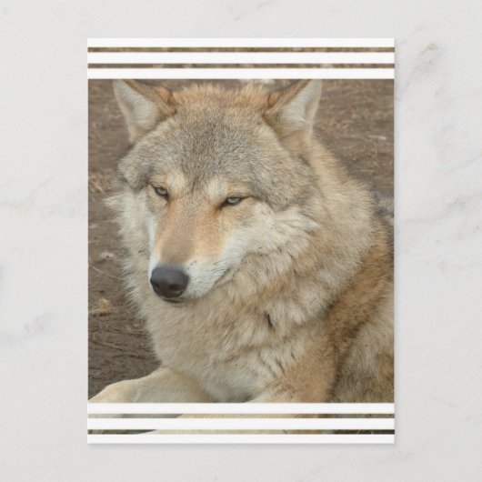 Wolf Postcard Postkarte (Vorderseite)