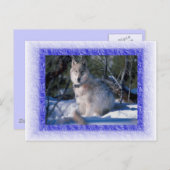 Wolf Postcard Postkarte (Vorne/Hinten)